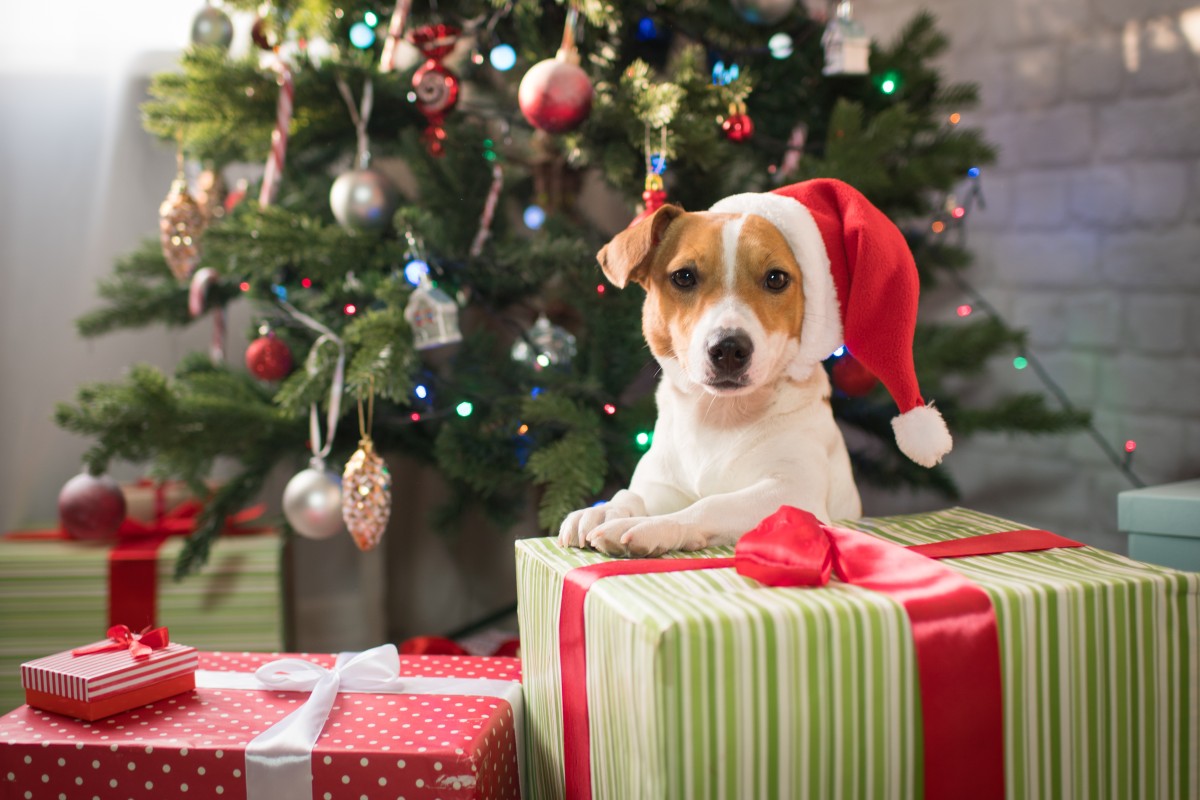 Giving a Puppy as a Gift: What you need to know about Christmas